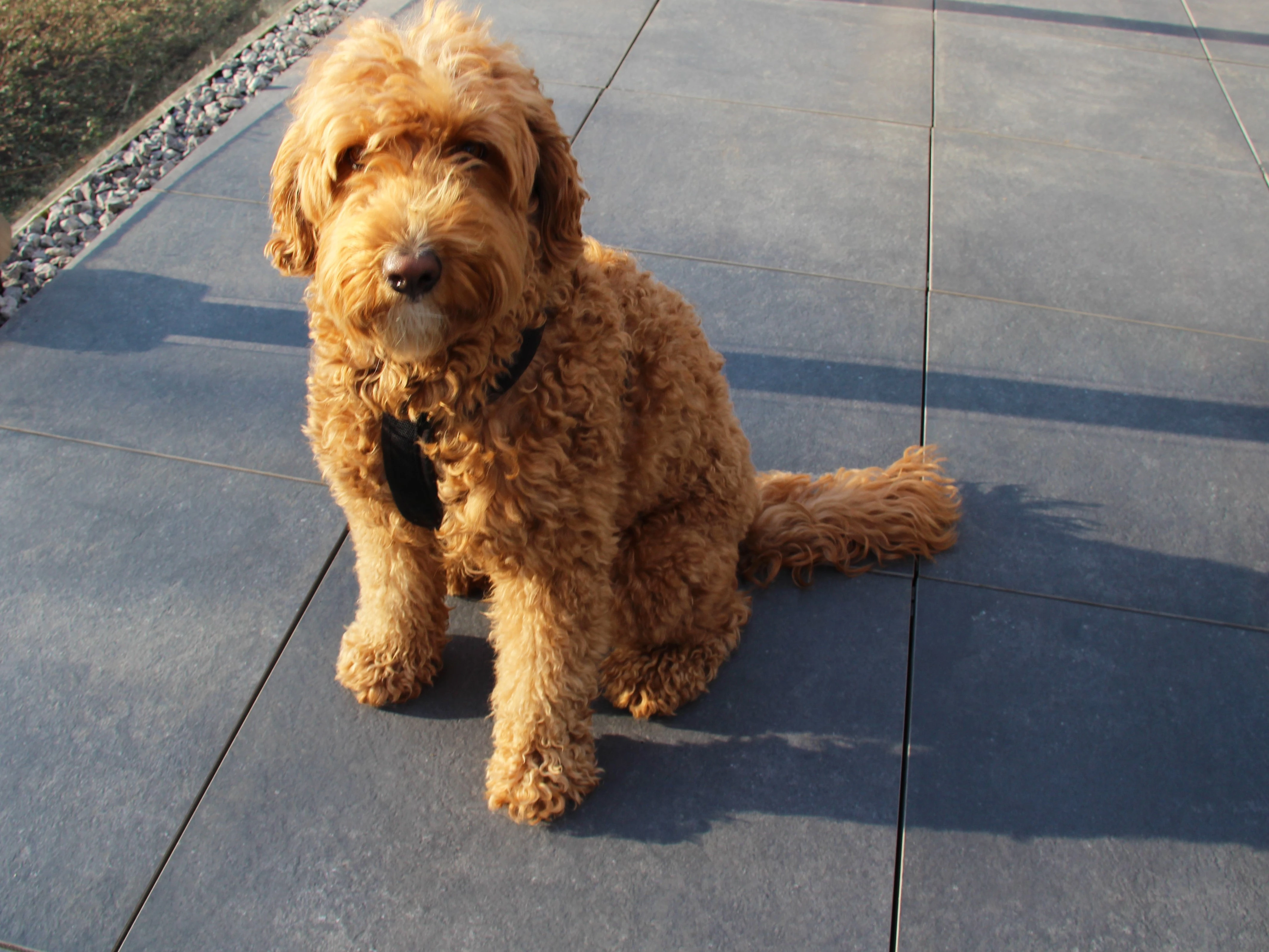 Keramische Tegel Ceramica Terrazza Dark Grey 59.5 x 59.5 x 2 cm - Afbeelding 4